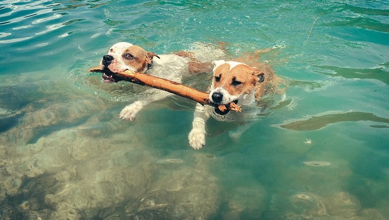 Hohe Winkelsicht von den Hunden, die Stock im Mund beim Schwimmen am See tragen