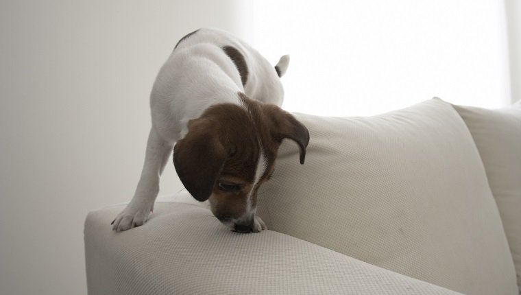 Jack Russell Terrier auf Sofa