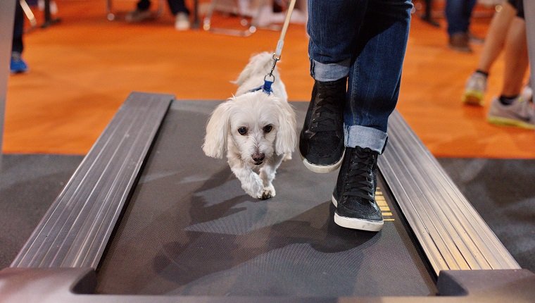 Maltesischer Hund und Inhaber, die auf eine laufende Maschine geht
