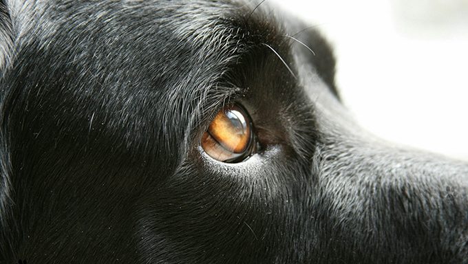Dog Vision Können Hunde Farbe sehen oder im Dunkeln? Haustiere Welt