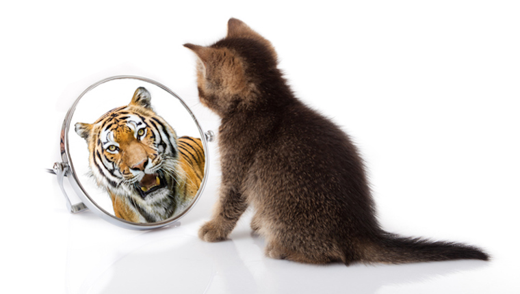 Kätzchen, das Reflexion als Tiger betrachtet