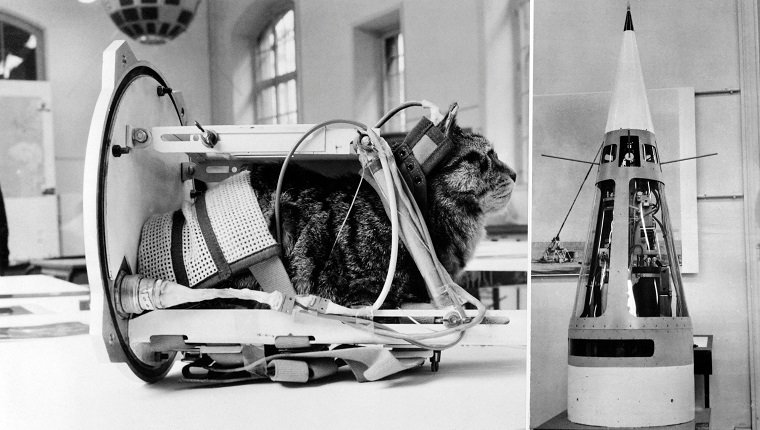Das am 5. Februar 1964 aufgenommene Foto zeigt eine Katze, die die erste Katze darstellt, die Felicette mit Ausrüstung in der Rakete Veronique während einer Ausstellung im Nationalen Konservatorium für Kunst und Kunsthandwerk (CNAM) in Paris in den Weltraum gebracht hat. - Am 18. Oktober 1963 wurde Félicette, eine schwarz-weiße weibliche Katze, die auf den Straßen von Paris gefunden wurde, mit einer Véronique AGI 47-Rakete ins All geschickt. (Foto von - / AFP) 