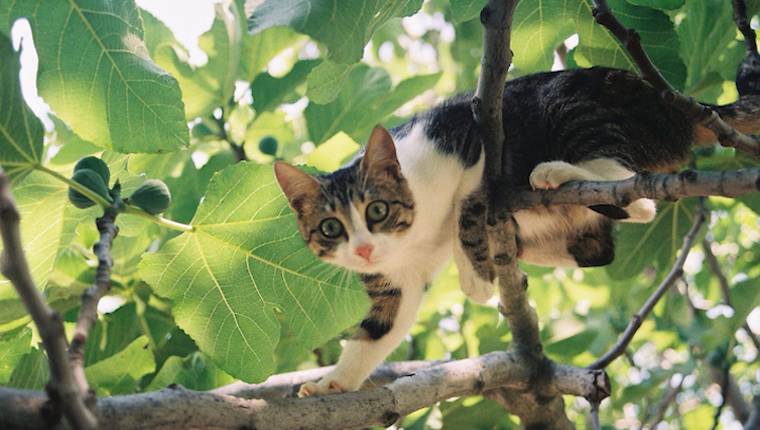 Kletternder Baum der Katze