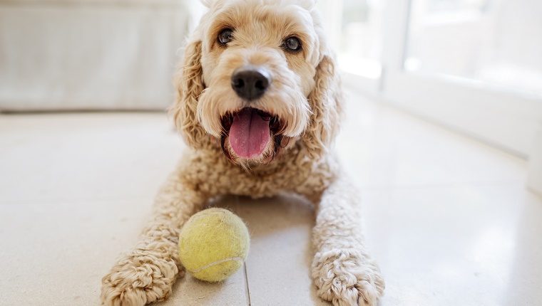 Ein kleiner Hund mit lockigem Haar liegt vor einem Tennisball auf dem Boden.
