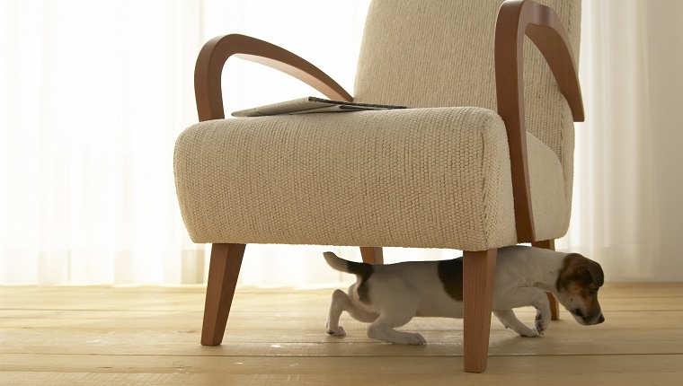 Ein Jack Russell Terrier klettert unter einen Sessel.