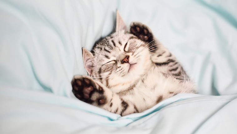 Festival Of Sleep Day: 5 Katzen schlafen auf urkomische Art und Weise [VIDEOS]