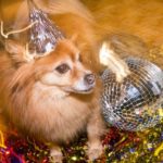 20 Hunde bereit zu feiern und läuten das neue Jahr ein [PICTURES]