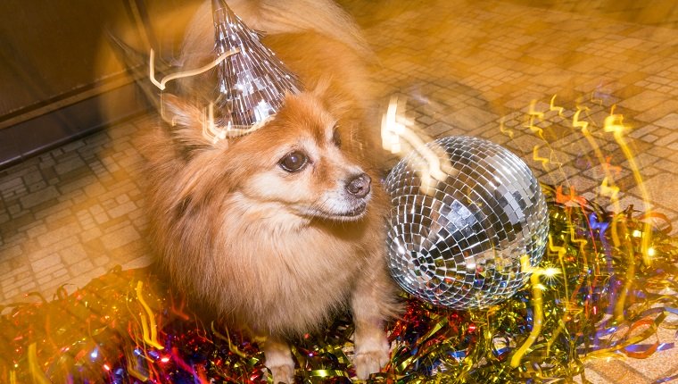 20 Hunde bereit zu feiern und läuten das neue Jahr ein [PICTURES]