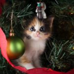 20 nette Katzen, die für ihre Weihnachtskarten aufwerfen [PICTURES]