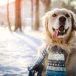 30 Hunde, die zu viel Spaß im Schnee haben [PICTURES]