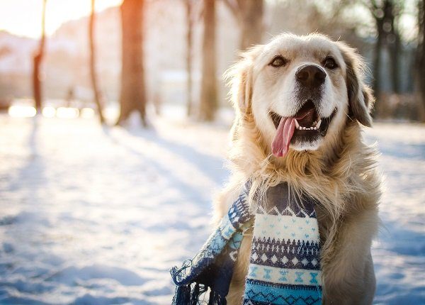 30 Hunde, die zu viel Spaß im Schnee haben [PICTURES]