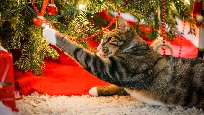 Katze greift nach Licht am Weihnachtsbaum