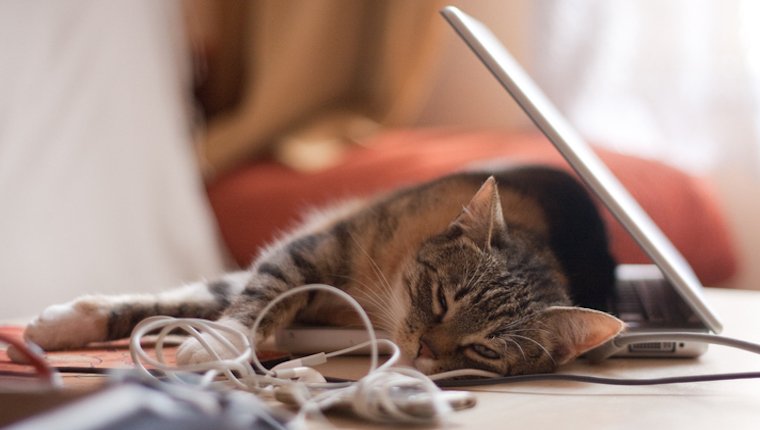 Katze schläft auf dem Laptop