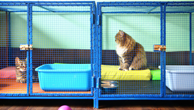 Katzen im Käfig Spielbereich