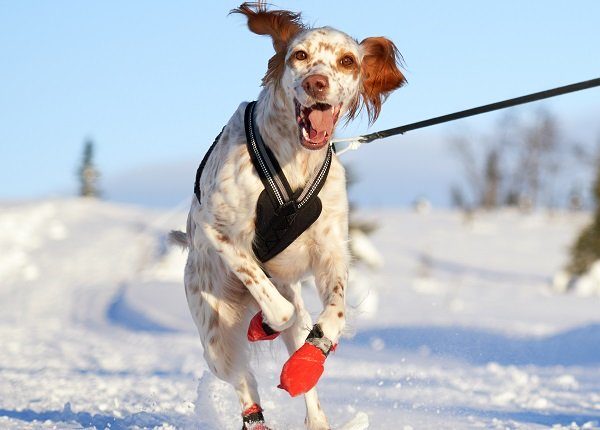 Young Setter running on a leash while the owner is skiing in the Norwegian mountains