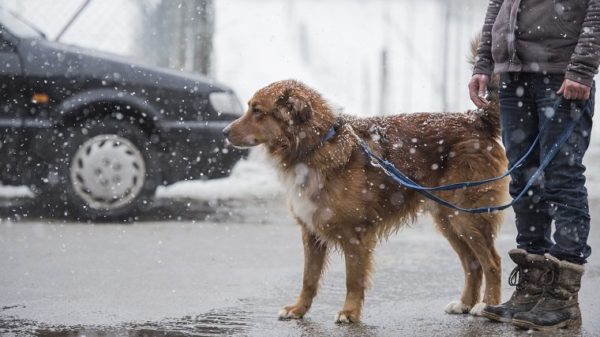 Woman with dog walk in winter on the road