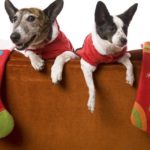 Two little dogs waiting for Santa with their Christmas stockings over the back of a couch. Isolated on white.