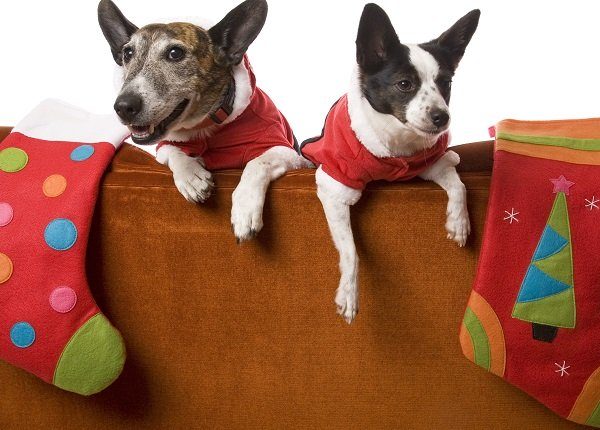 Two little dogs waiting for Santa with their Christmas stockings over the back of a couch. Isolated on white.