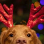 dog with christmas antlers