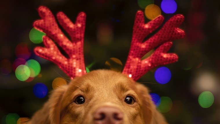 dog with christmas antlers