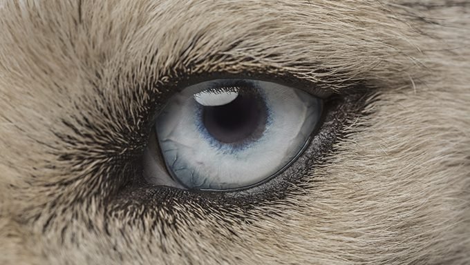 dog eye