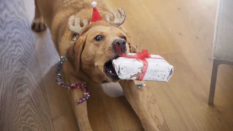 Hund zeigt spielerisch ihr Weihnachtsgeschenk.