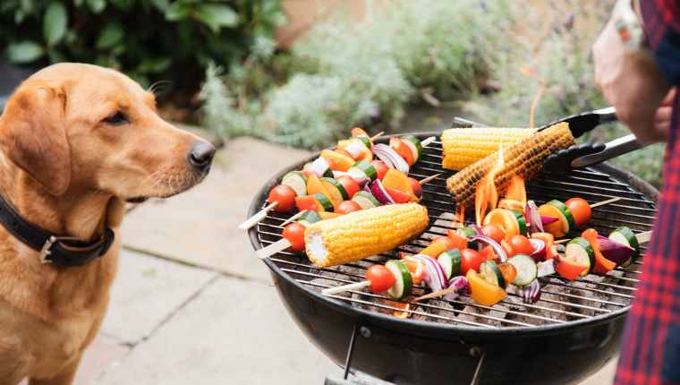 Können Hunde Mais essen? Ist Mais sicher für Hunde? Haustiere Welt