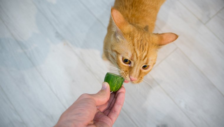 Können Katzen Gurken essen? Ist Gurke sicher für Katzen? Haustiere Welt