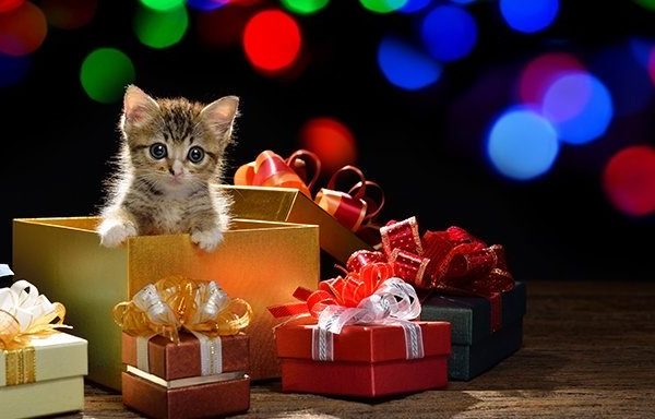 kitten in gift box