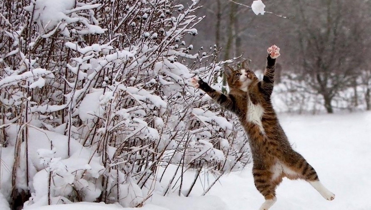 Katze gegen Schnee: 5 lustige Winterkatzenvideos