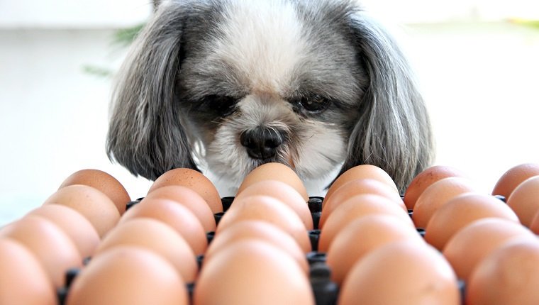 Können Hunde Eier essen? Sind Eier sicher für Hunde? Haustiere Welt
