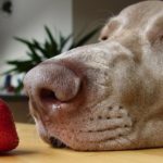 dog sniffing strawberry on dining table. are strawberries good for dogs?
