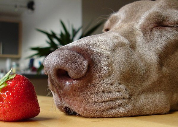 dog sniffing strawberry on dining table. are strawberries good for dogs?