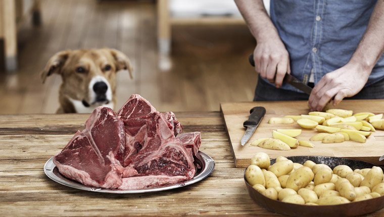 dog eyeing steak and potatoes