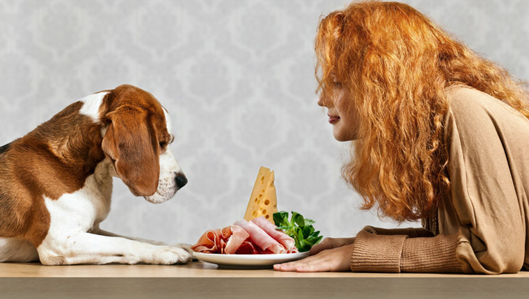 Können Hunde Schinken essen? Ist Schinken sicher für Hunde? Haustiere