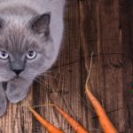 Cat and carrots