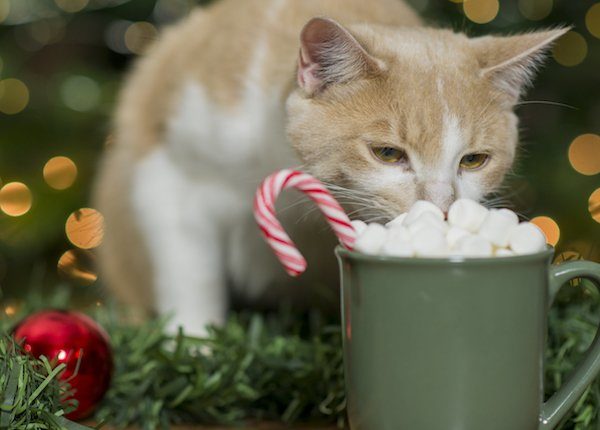 Cat eating marshmallows