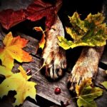 dog, animal, pet, feet, hair, nature, wood, planks, leaf, leaves, autumn, cranberries, red, gray, brown, black, orange, yellow, green,autumn, cranberries