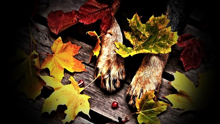 dog, animal, pet, feet, hair, nature, wood, planks, leaf, leaves, autumn, cranberries, red, gray, brown, black, orange, yellow, green,autumn, cranberries