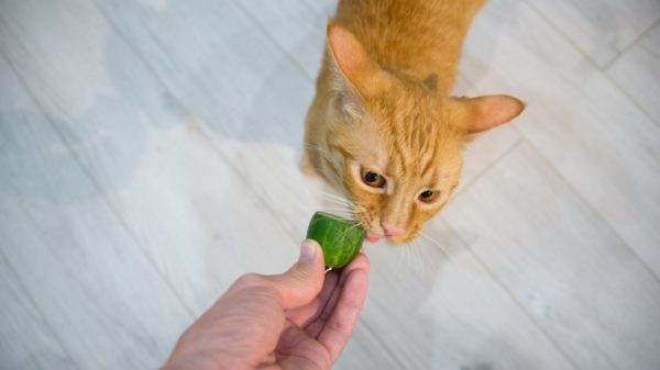 Cat and cucumber
