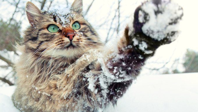 Katze, die im Schnee spielt