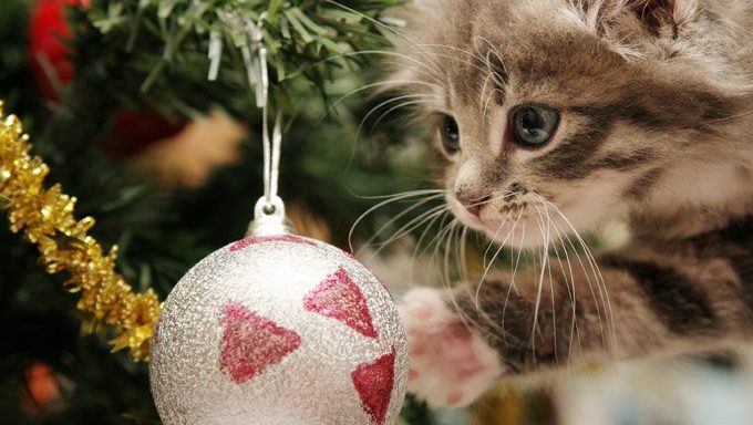 Kätzchen greift nach Ornament