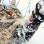 cat playing in snow