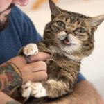 Lil Bub and Mike Bridavsky attend CatCon in Pasadena, California on August 13, 2017. The two-day event includes meet and greets with celebrities and famous cats, the CatCon Video Festival, rescued cats available for adoption and more. 20,000 people are estimated to attend the event which is the biggest cat lovers convention in the world.