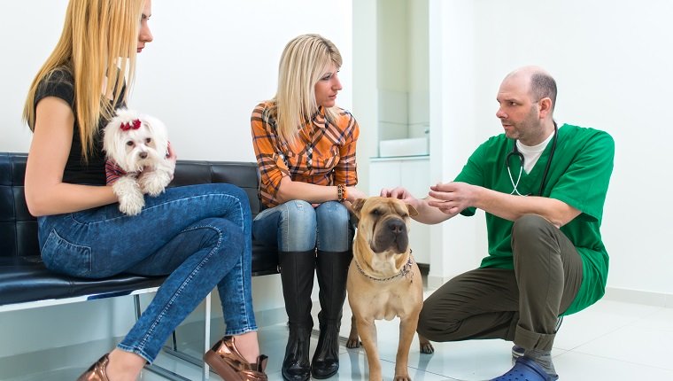 Inhaber, die im Tierarzt-Aufnahmebereich sitzen. Machen Sie neue Jahrbeschlüsse, um den Tierarzt mehr zu besuchen.