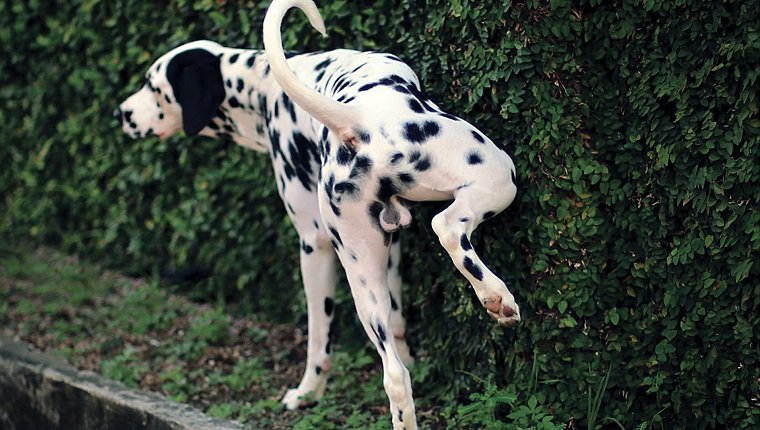 Dalmatiner, der auf Pflanzen uriniert, hat möglicherweise Prostatitis