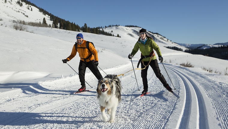 Ein paar und dort Hund Skijöring im Westen der Vereinigten Staaten.