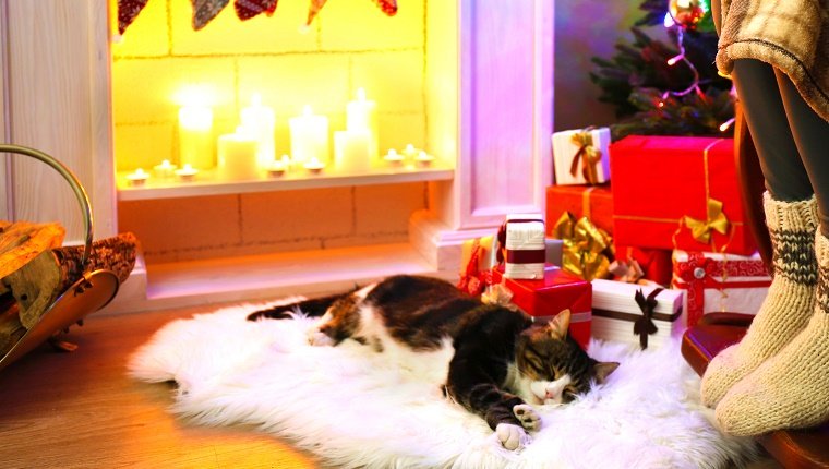 Eine Katze schläft auf einer weißen Wolldecke vor einem Kamin, der mit Kerzen und Geschenken unter einem Weihnachtsbaum beleuchtet wird. Überwintern Katzen im Winter?