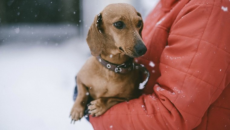 Midsection of woman with puppy standing outdoors during winter. Beware cold and flu medicines.
