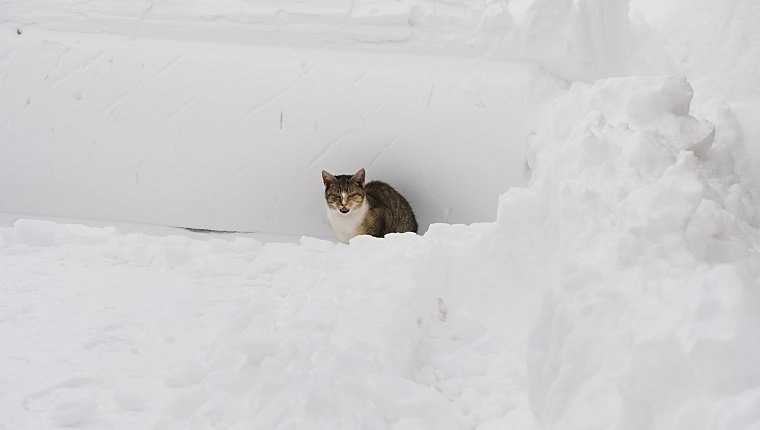 A cat sits in a pile of snow December 20, 2009 in New York. Just days before the December 25 holiday, the eastern seaboard from North Carolina to New England was digging out Sunday from the worst blizzard in years, which closed train and bus service, paralyzed air traffic and left hundreds of thousands of residents without power in some areas. AFP PHOTO/DON EMMERT